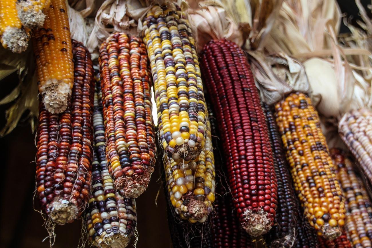 Indigenizing Food Systems Impact Outcomes