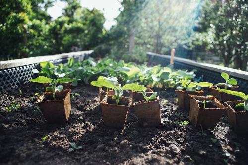 Plants in peat pots