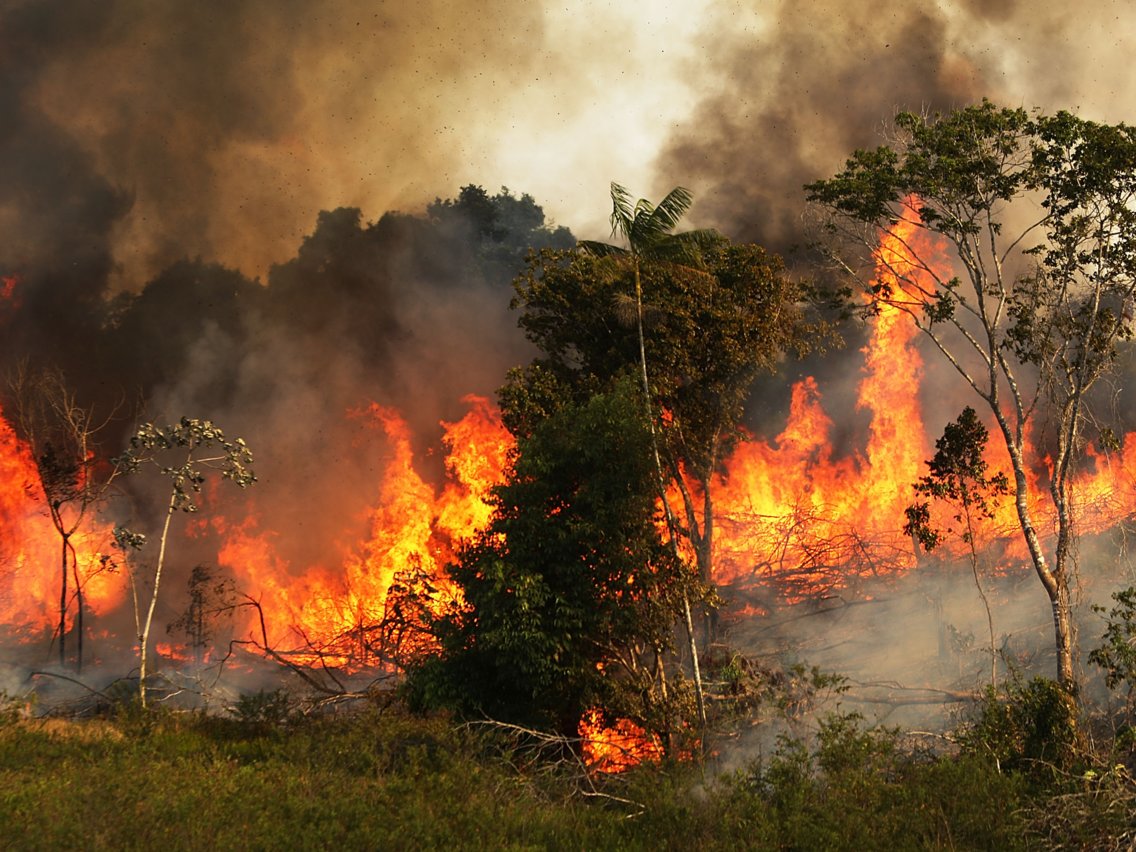 Why is the Amazon Burning?