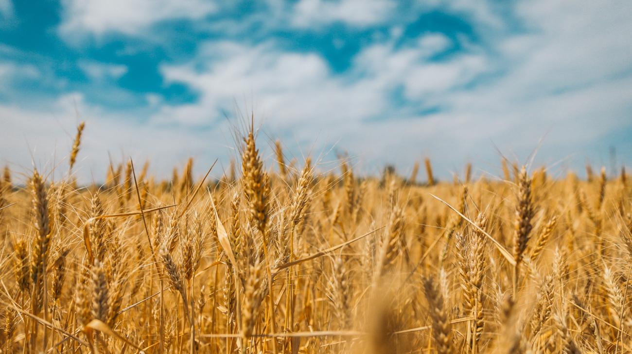 Indigenizing Food Systems Impact Outcomes
